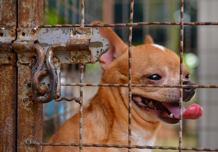 Chihuahua dog in cageの写真素材