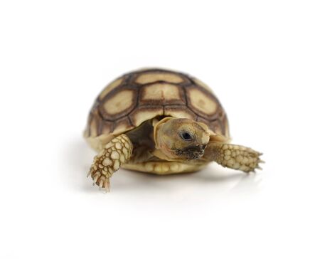 turtle isolated on white backgroundの写真素材