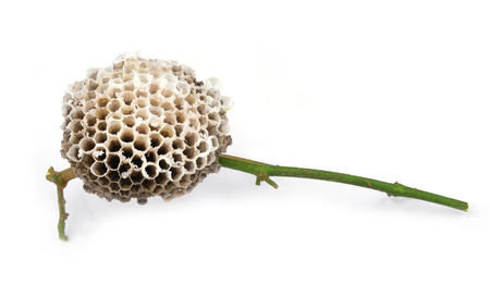 wasp hive isolated on white backgroundの写真素材