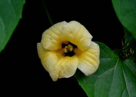 Sweet Gourdの写真素材