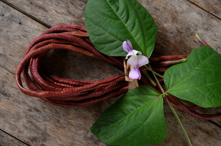 purple yardlong beanの写真素材