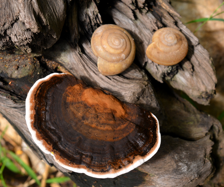 wild Mushroomsの写真素材