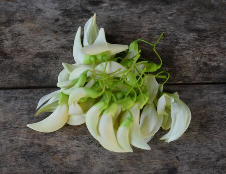 Agastaの写真素材