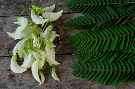 Agastaの写真素材