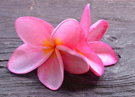 Frangipani flower on wooden tableの写真素材