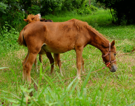 horseの写真素材