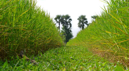 paddy riceの写真素材