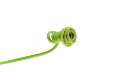 Grape tendril isolated on white