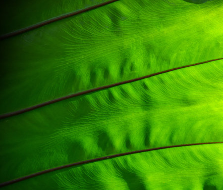 Leaf background