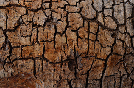 Trees cracked skin