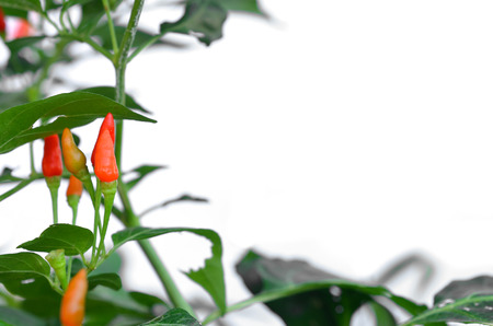 red hot chili pepper plant with leaves on white backgroundの写真素材