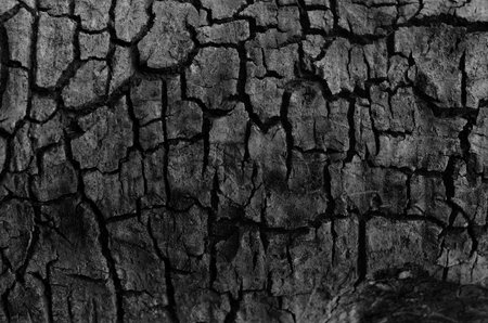 Trees cracked skinの写真素材
