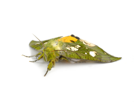 moth isolated on white background.の写真素材