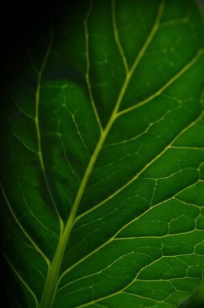 kale leavesの写真素材