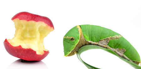 Green wormの写真素材