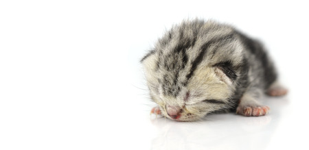 Kitten isolated on white backgroundの写真素材