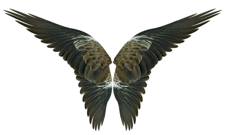 Wings isolated on whiteの写真素材