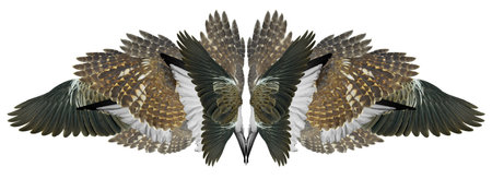 Wings isolated on whiteの写真素材