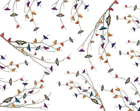 Butterflyの写真素材