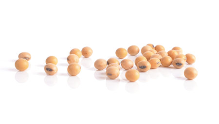 Soybean isolated on whiteの写真素材