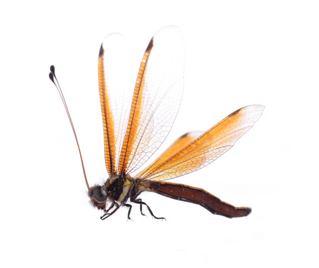 Dragonflyの写真素材