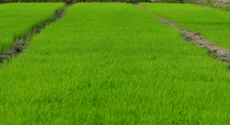 View of Young rice sprout ready to growing in the rice fieldの写真素材