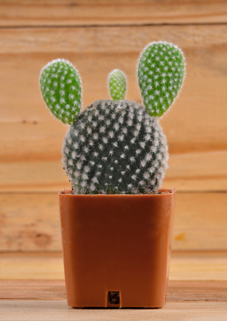 cactusの写真素材