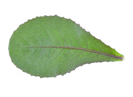 Leaves isolated on whiteの写真素材