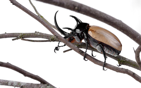 Yellow five-horned beetleの写真素材