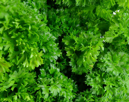 parsley  backgroundの写真素材