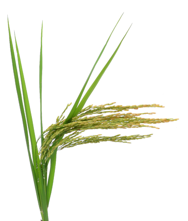 paddy rice seed on a white backgroundの写真素材