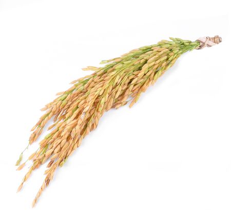Paddy rice isolated on white backgroundの写真素材