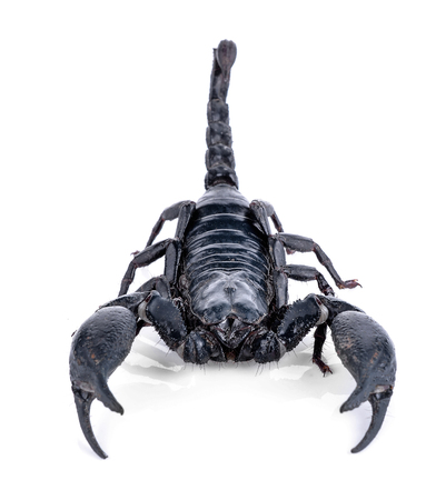 Scorpion isolated on whiteの写真素材