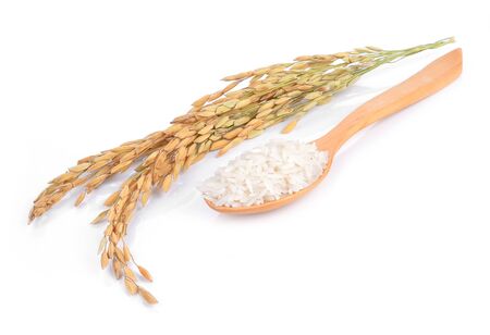 Paddy rice isolated on white backgroundの写真素材