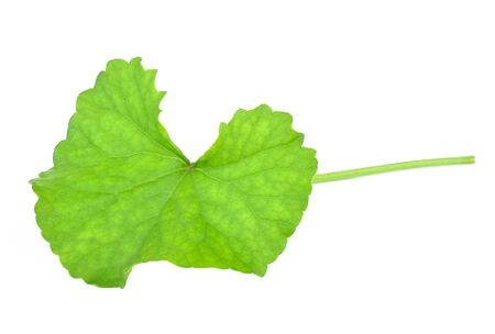 Gotu kola leaves isolated on whiteの写真素材