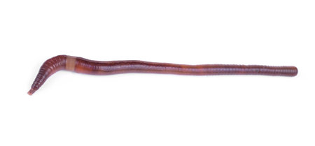 Earth worm isolated on white background