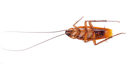 cockroach on white backgroundの写真素材
