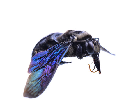 bumble bee isolated on white background