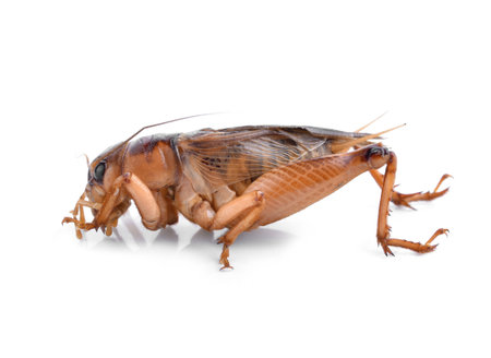Cricket (Gryllus) on white backgroundの写真素材