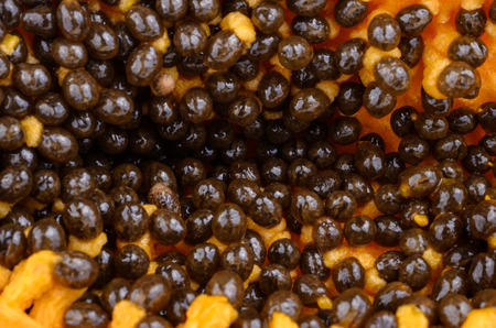 Papaya  backgroundの写真素材