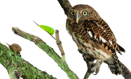 owl of white backgroundの写真素材