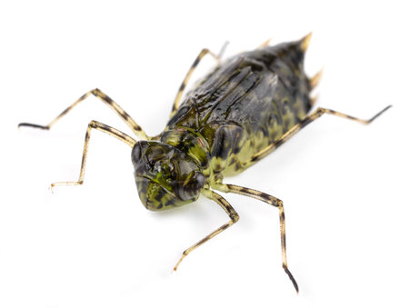 Dragonfly Larva  Isolated on White Backgroundの写真素材