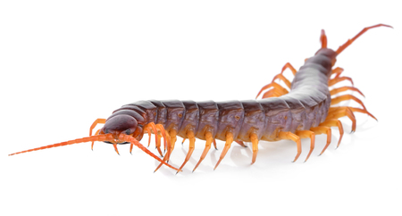 centipede isolated on white backgroundの写真素材