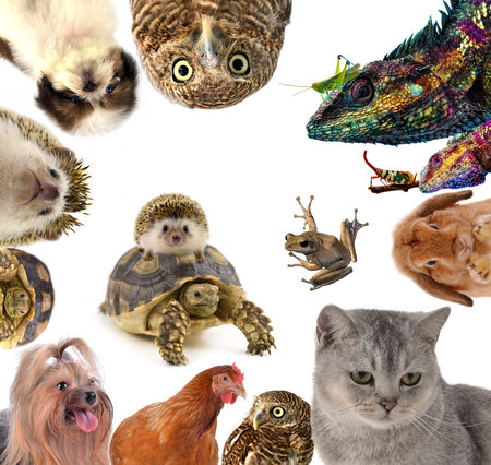 Pet isolated on white backgroundの写真素材