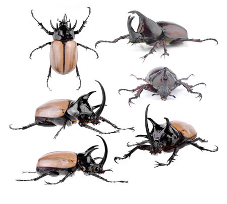 Yellow five-horned beetle on white background
