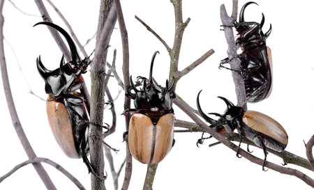 Yellow five-horned beetle on white background