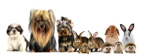 group of Pet isolated on white backgroundの写真素材