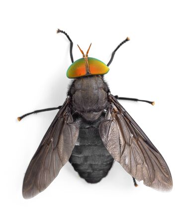 close up image of flies on white backgroundの写真素材