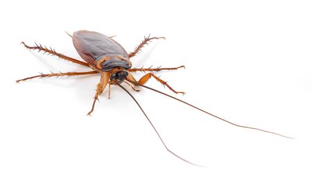 Cockroach isolated on a white backgroundの写真素材