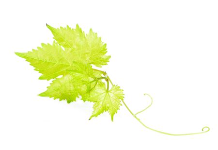 Grape leaves isolated on white backgroundの写真素材